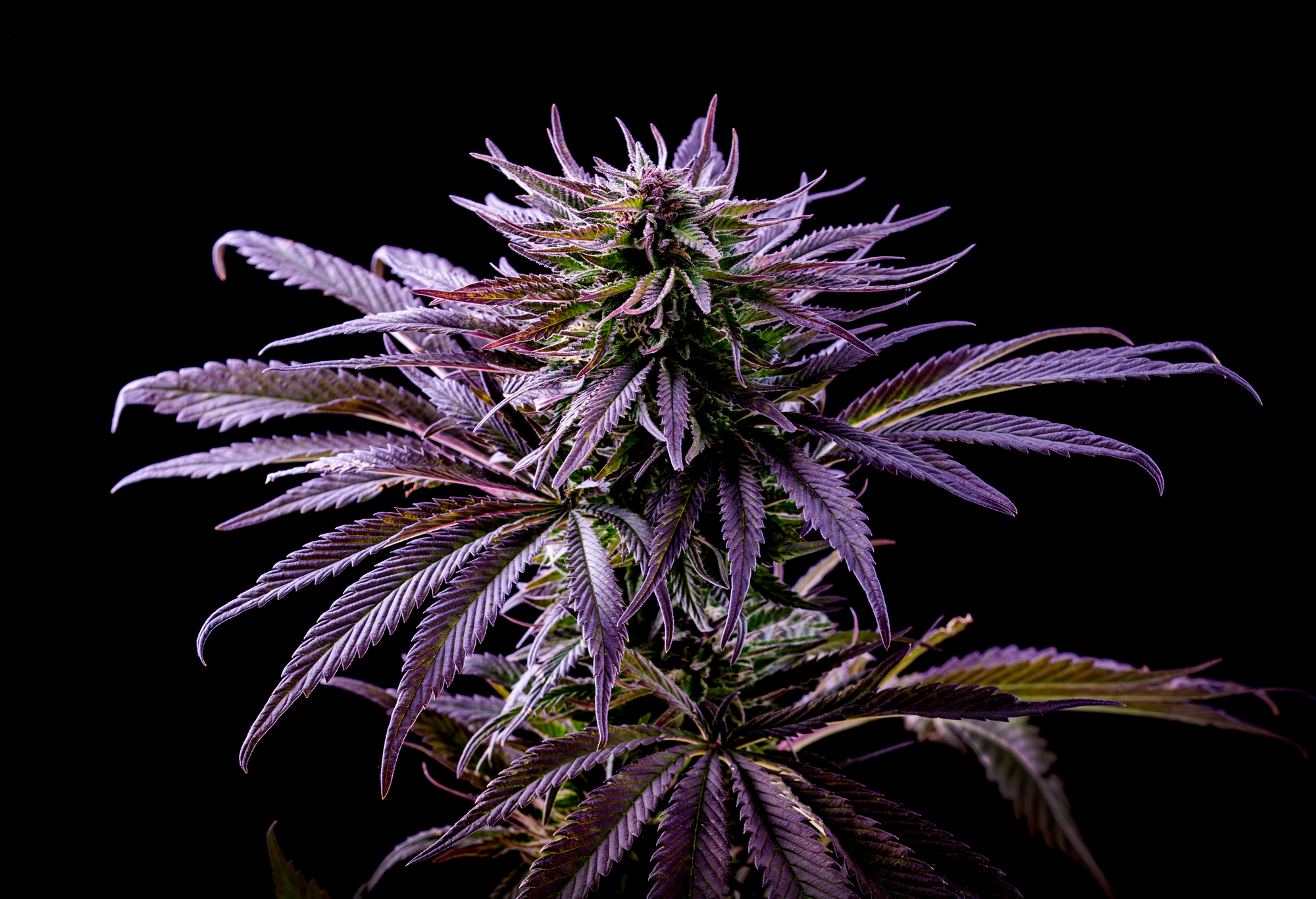 Potent THC strains, popular strains