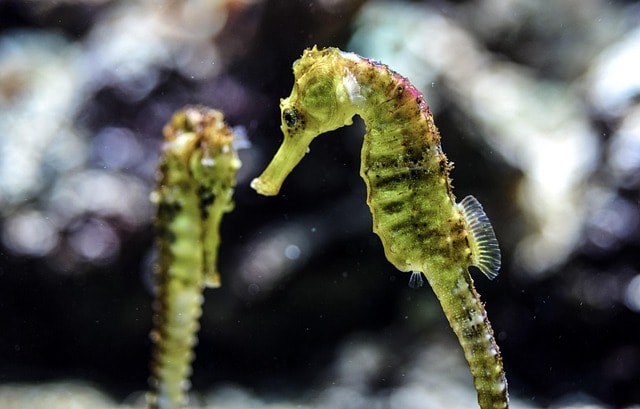 seahorse, aquarium, underwater, nature, ocean, aquatic life, sea creatures, sea