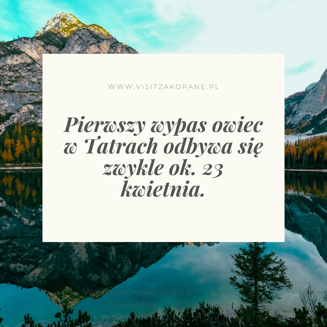 Kiedy pierwszy wypas owiec?