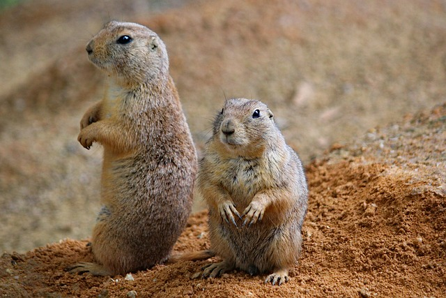 animal, prairie dogs, rodents