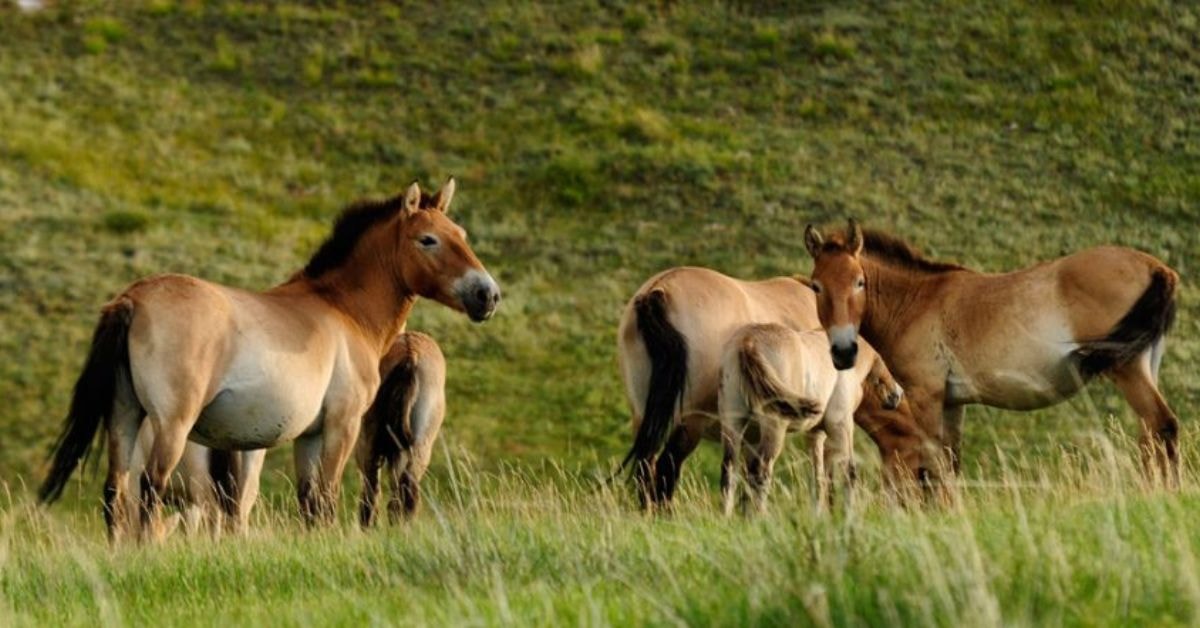 The stunning scenery of Khustai National Park, home to the rare Takhi horses.