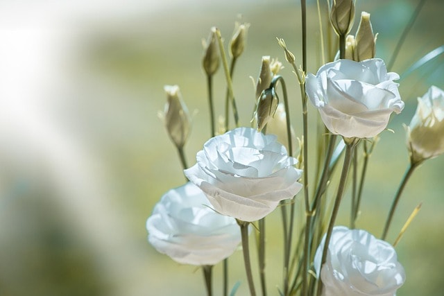 lisianthus, flower, beautiful flowers, blossom, bloom, white, white flower, white flowers, flower background, petals, cut flower, tiresome, lovely, flower wallpaper, close up, tender, nature, floristry