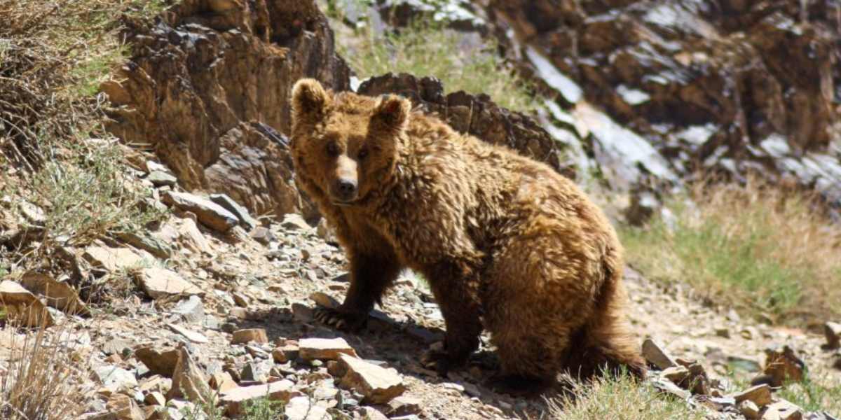 Gobi Bear climbing a mountain