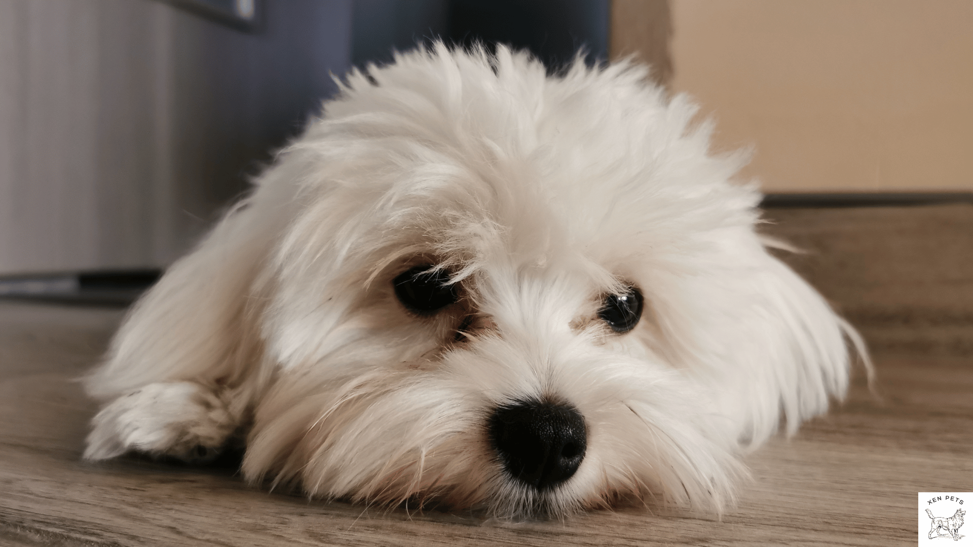 Maltese laying on the floor and whining