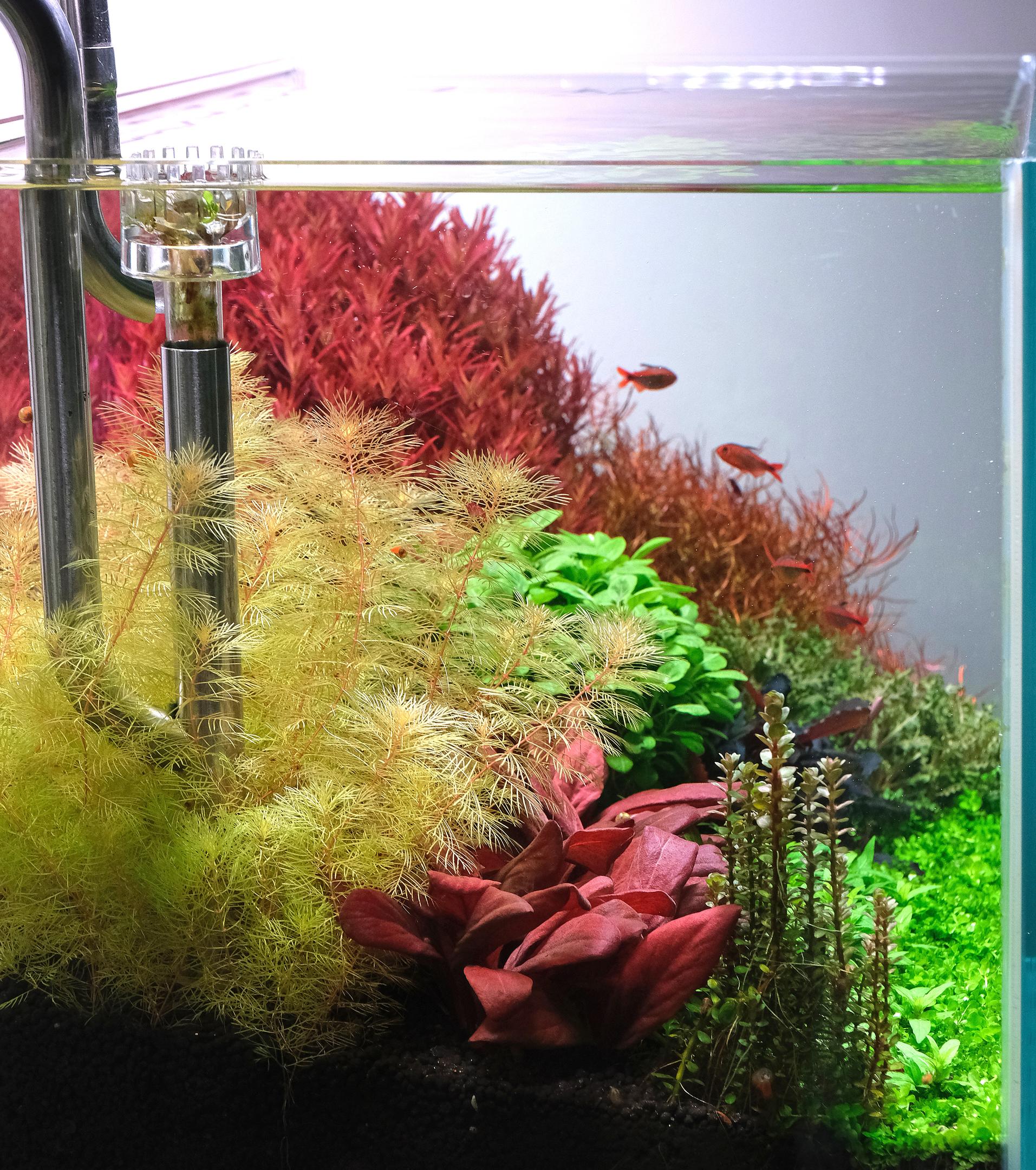 Side view of aquarium with myriophyllum mattogrossense and Lysimachia parvifolia (Samolus parviflorus red)
