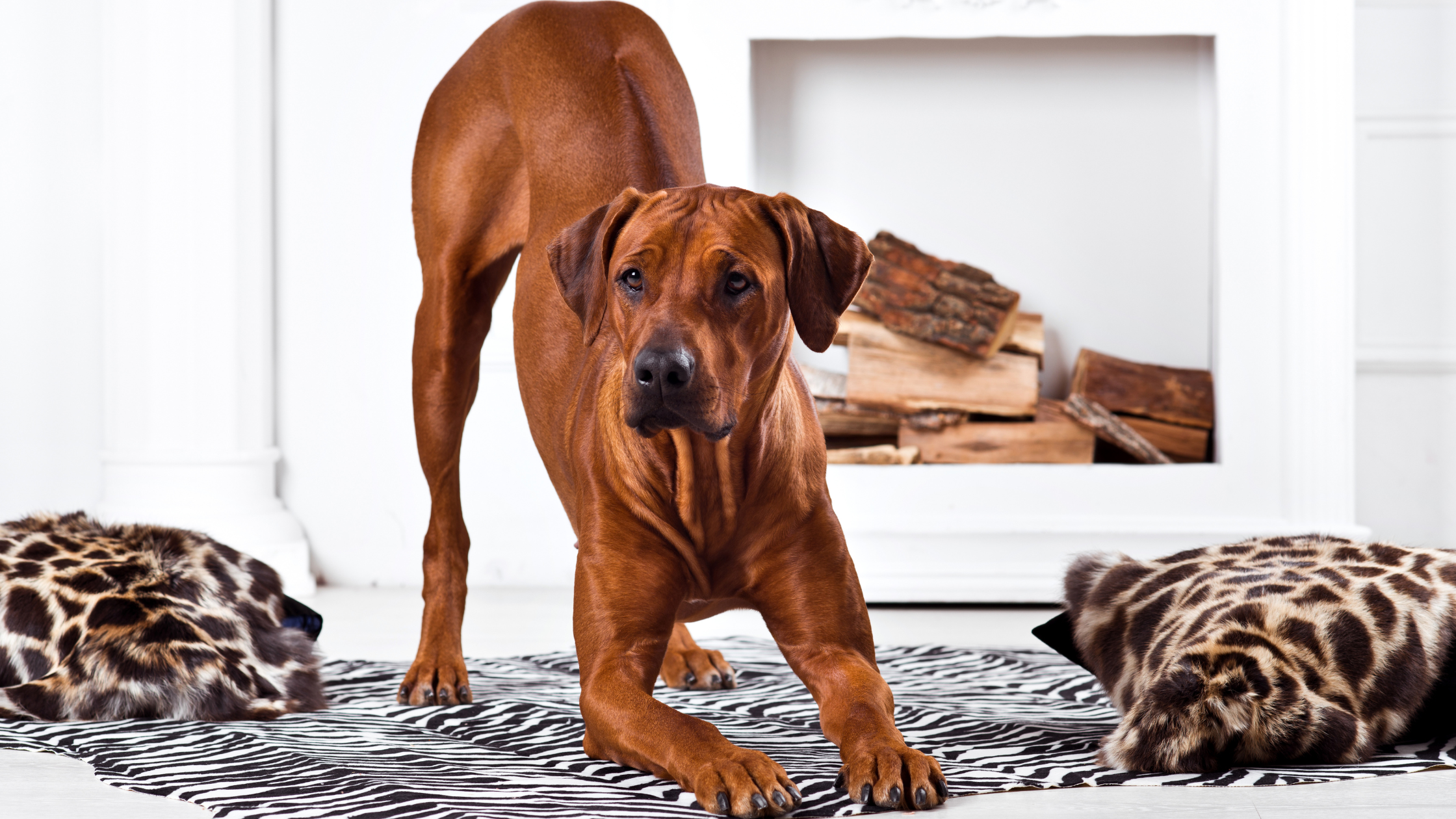 A Ridgeback in a downward dog pose