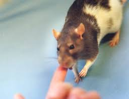 How to housetrain your pet rat