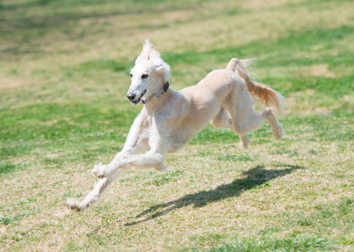 A fawn-colored Saluki running in the backyard