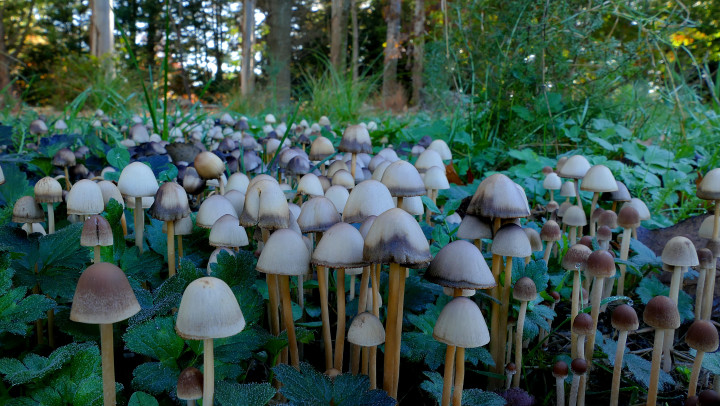 strongest strain of mushroom