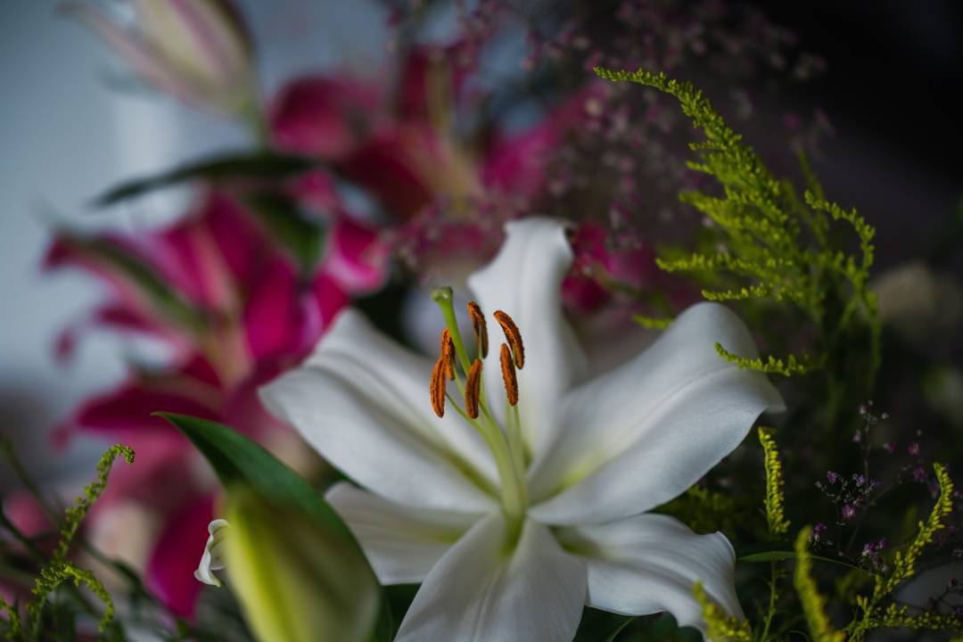 types of lilies, trumpet lilies, mid to late summer - Flower Guy