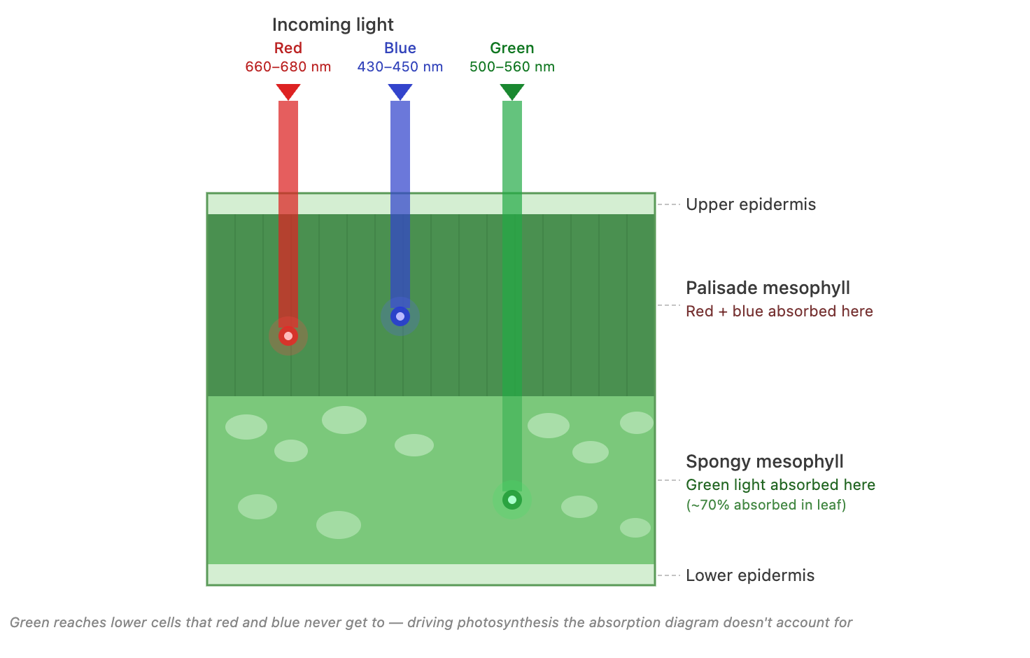 Image of different light wavelengths penetrating leaf surface
