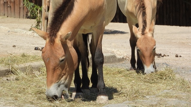 przewalski's horse, equus przewalskii, wild horses