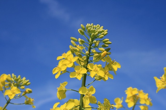 oilseed rape, blossom, bloom, nature, yellow, field of rapeseeds, summer, flower background, flower wallpaper, flower, rapeseed oil, beautiful flowers, bloom