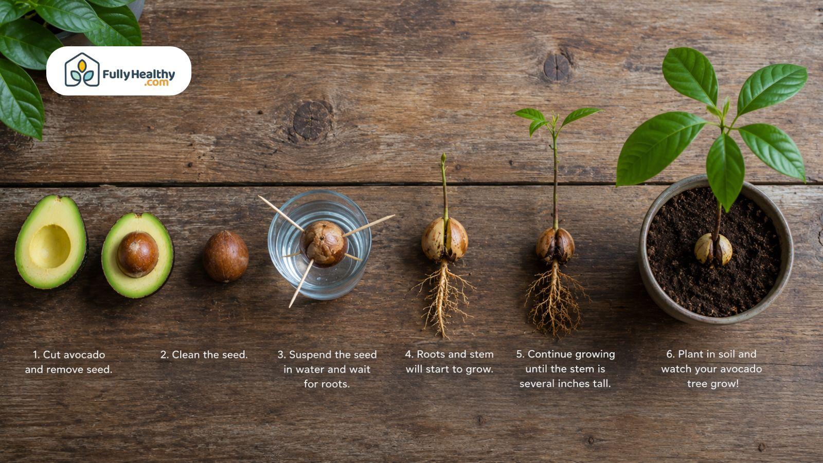 Step by step avocado seed germination process growing into healthy indoor avocado plant