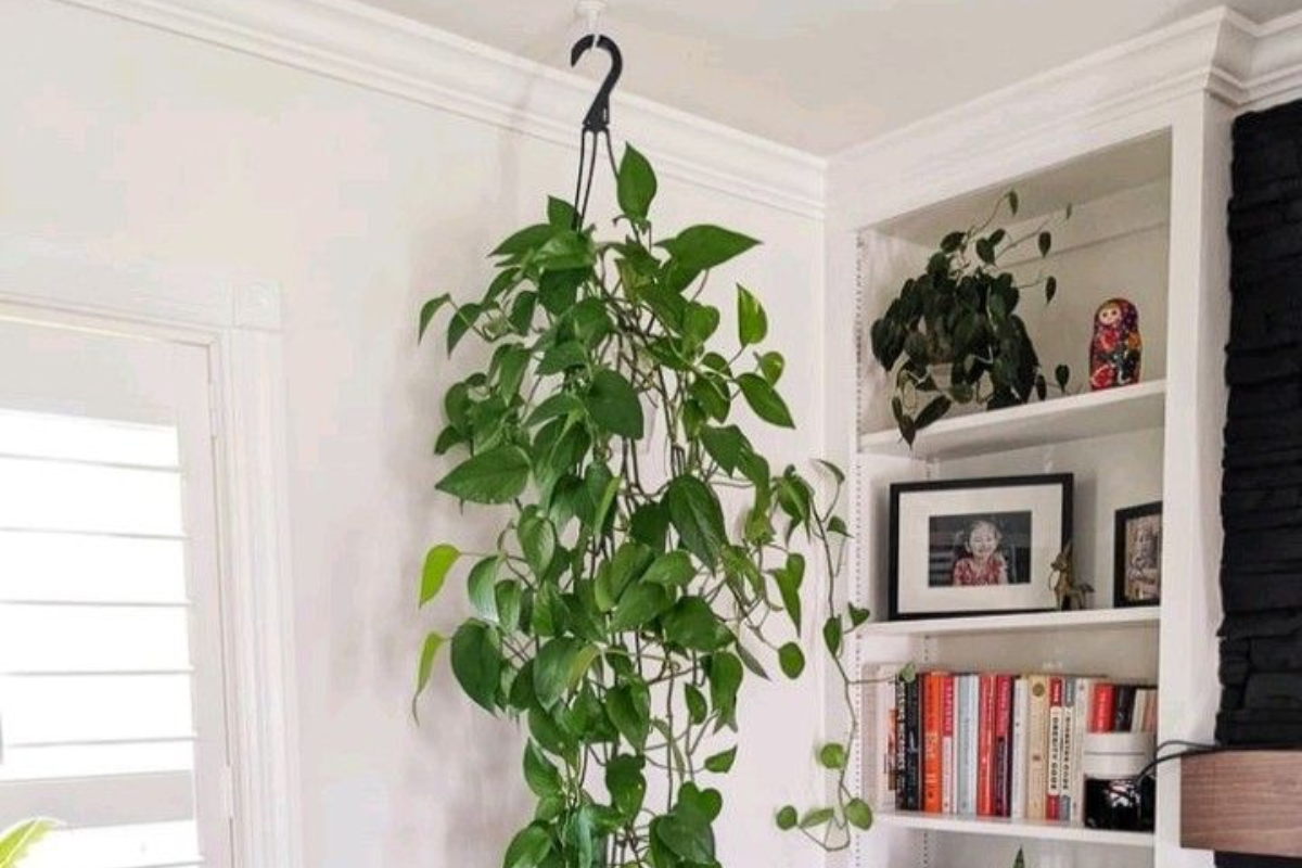 Different types of plants suitable for hanging from the ceiling.