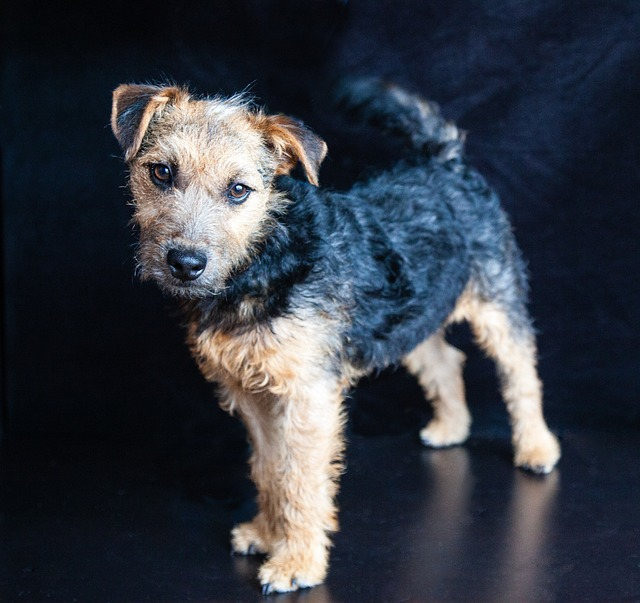 lakeland terrier, dog, terrier