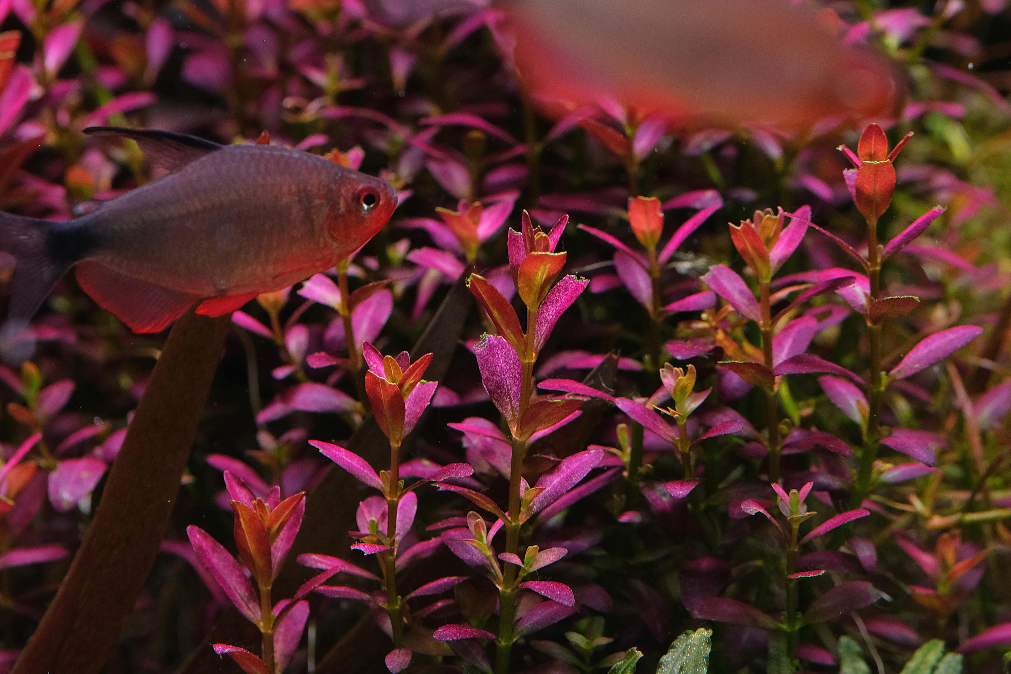 Hyphessobrycon Peugeoti against vibrant purple Rotala 'florida'.
