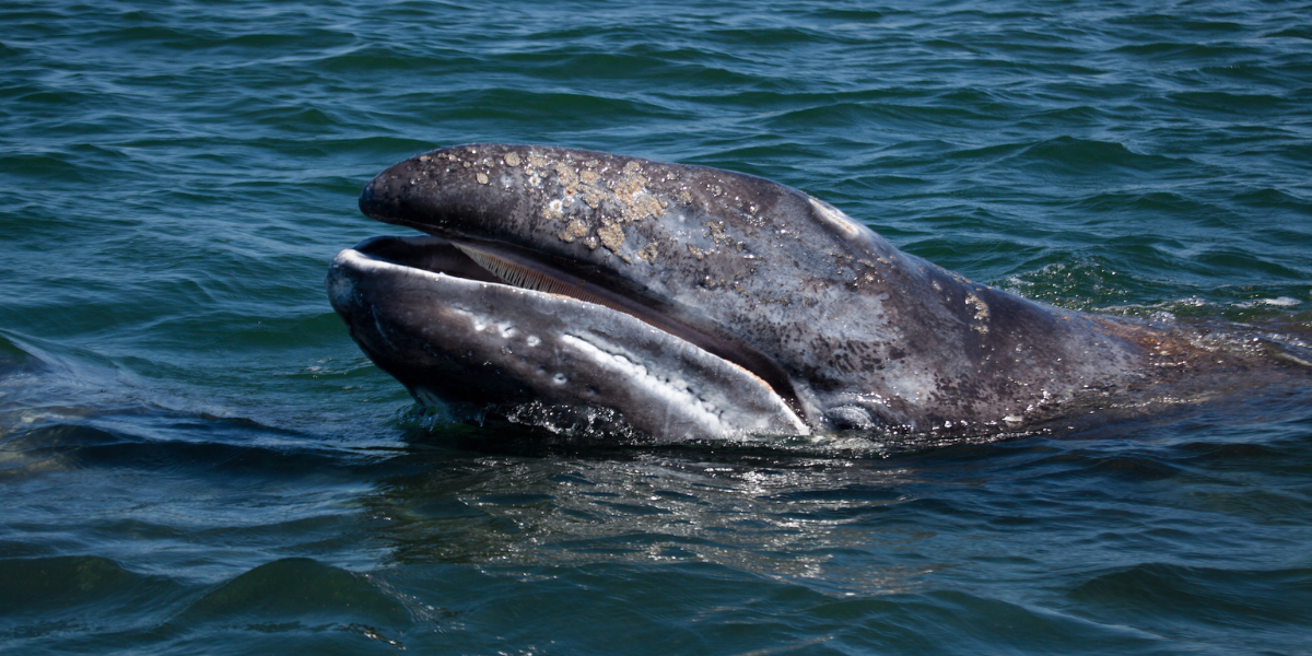 interesting animals in redwood national park