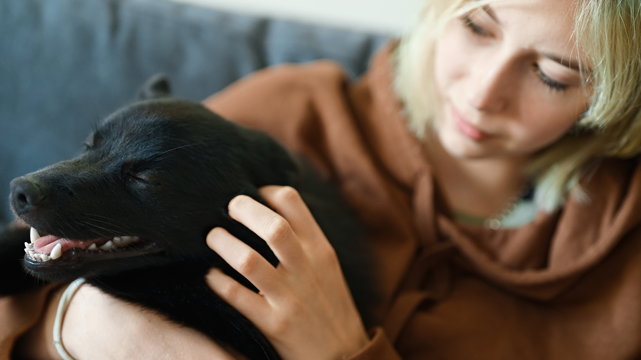 A small Schipperke being bet by his owner on a sofa