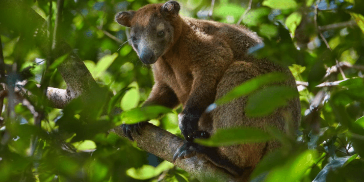 interesting animals in the daintree rainforest