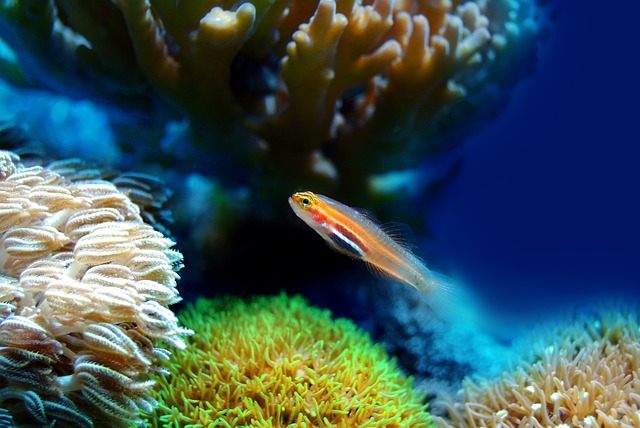 Colorful fish, coral, sea