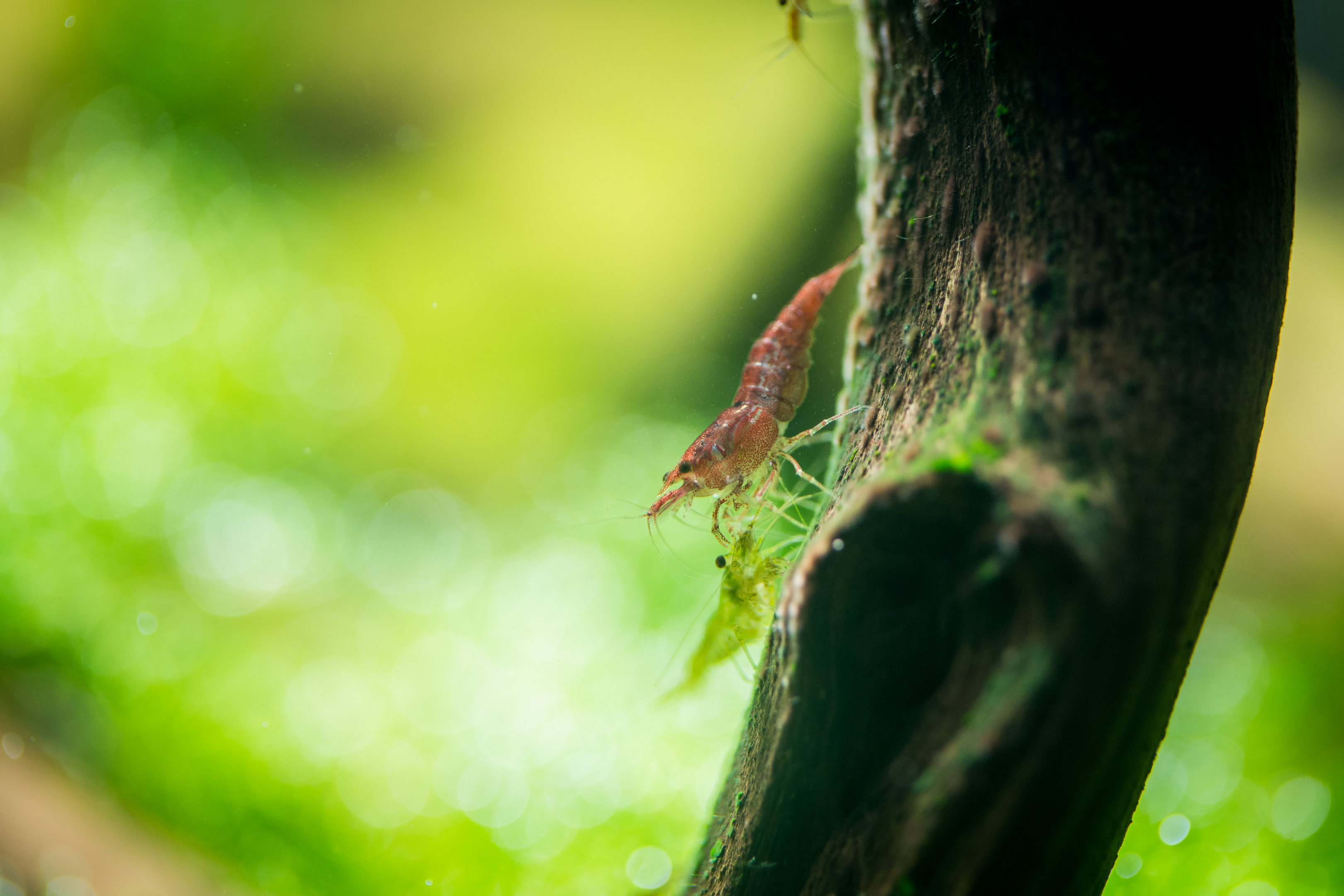 Shrimp on moss by Chris Oddy