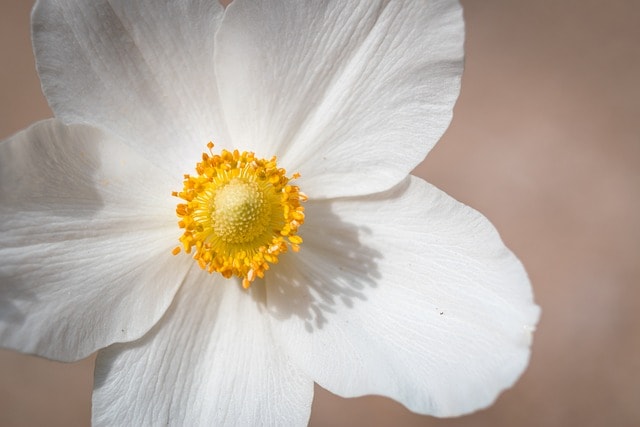 snowdrop anemone, flower, flower background