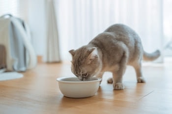 providing dental treats