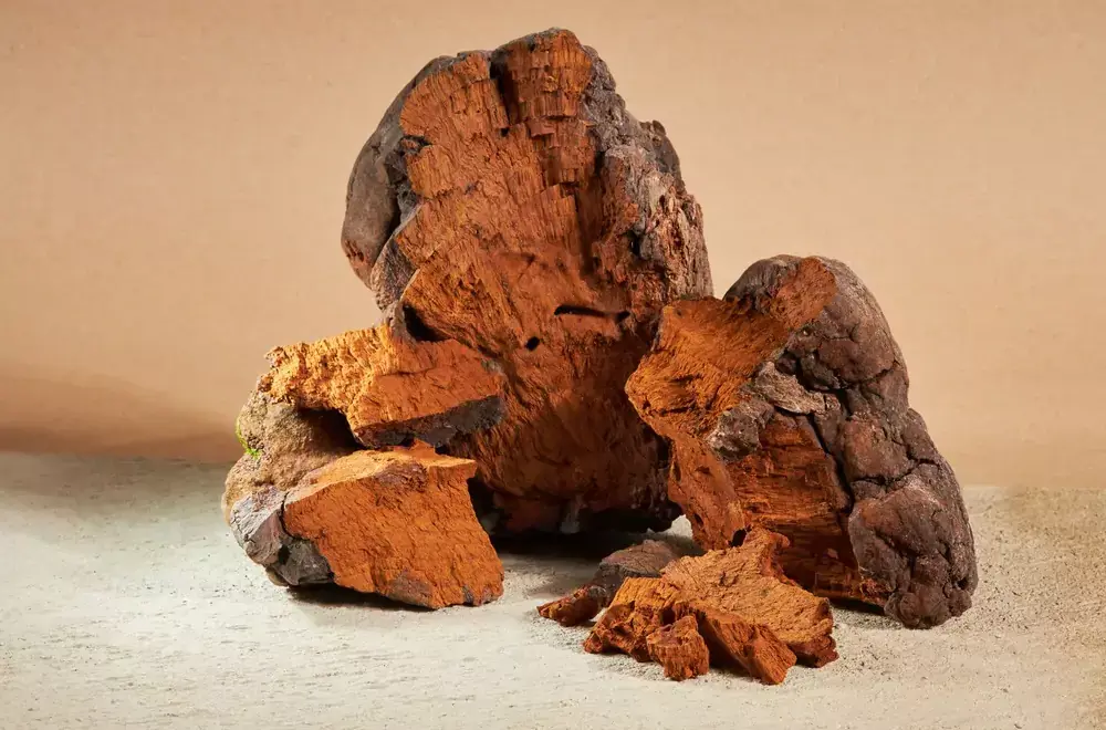 Chaga Mushrooms support the immune system as they are rich in antioxidants.