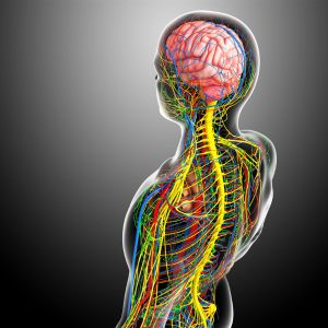 photo of the autonomic nervous system 