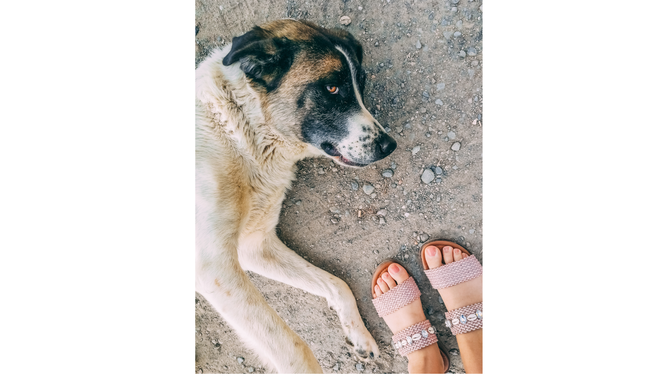 A Portuguese Mastiff laying at the feed of an older child
