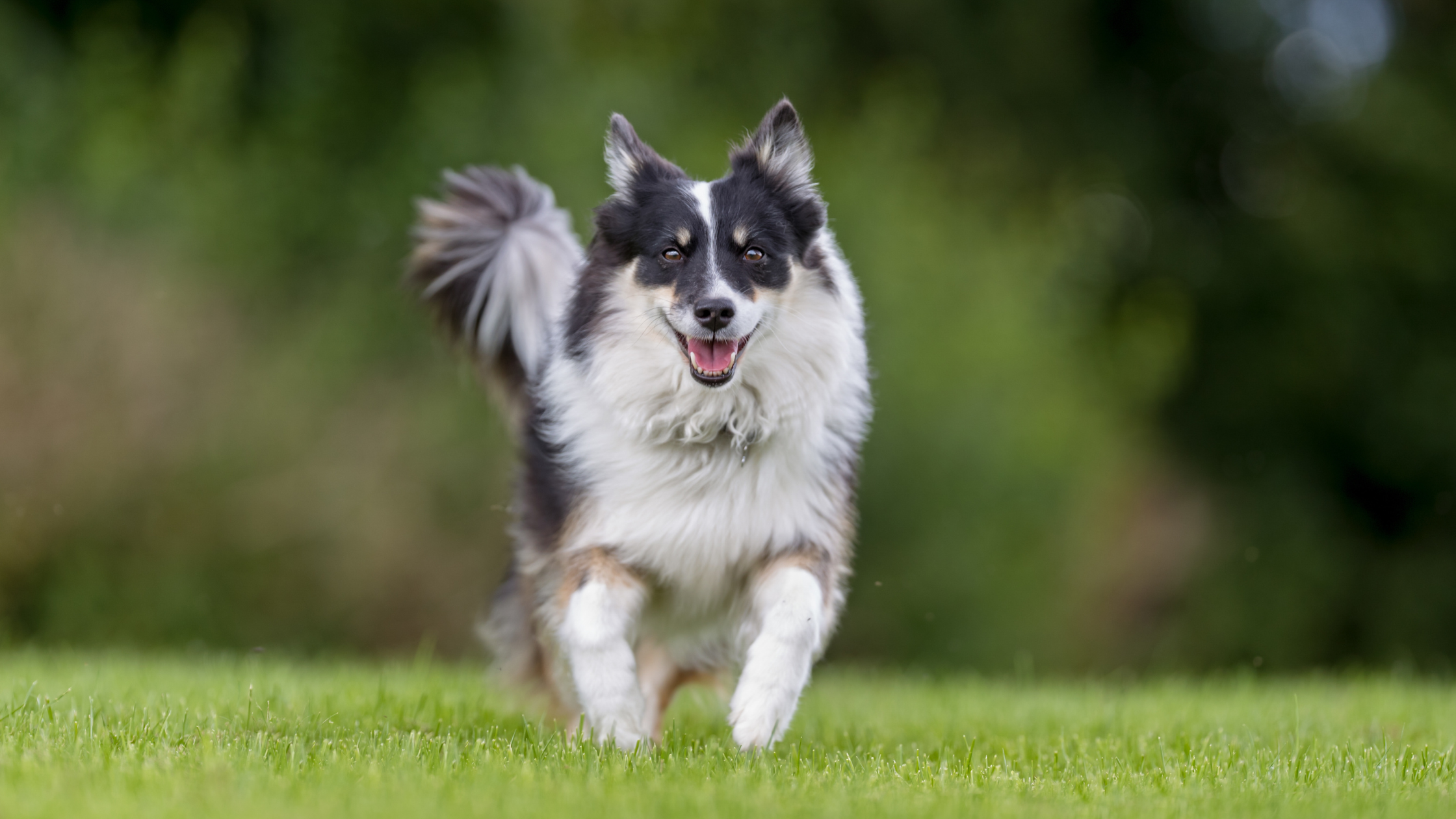 An icelandic Sheepdog running in a field