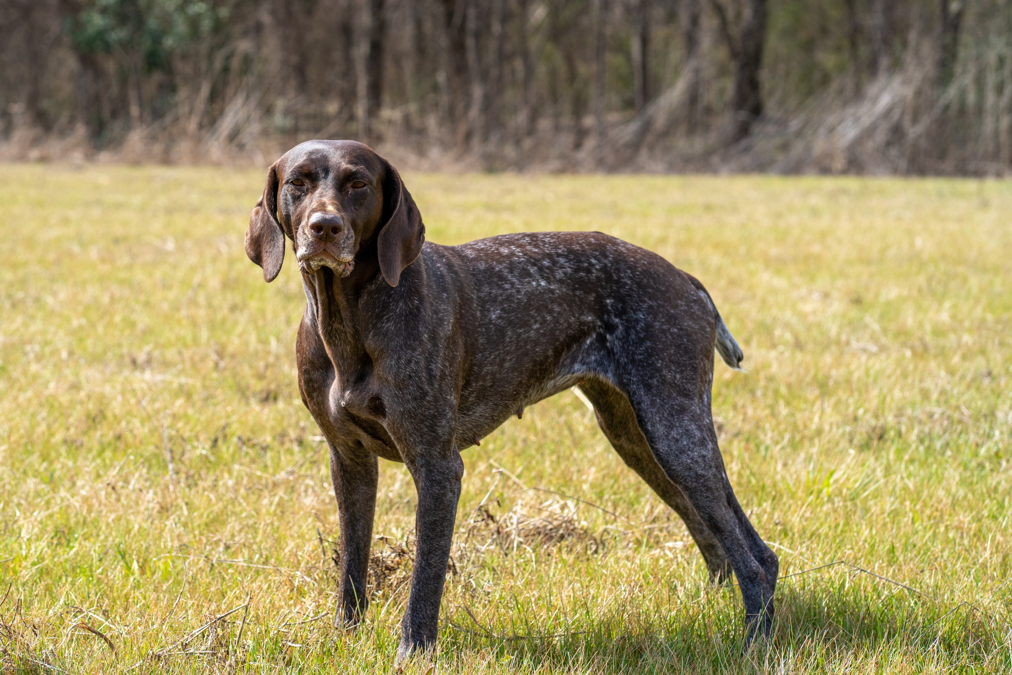 Pexels/Gabe-German Shorthaird Pointer