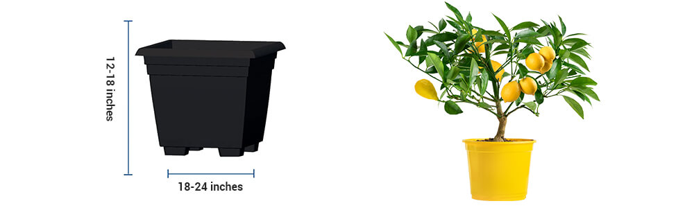 The lemon plant container to grow indoors