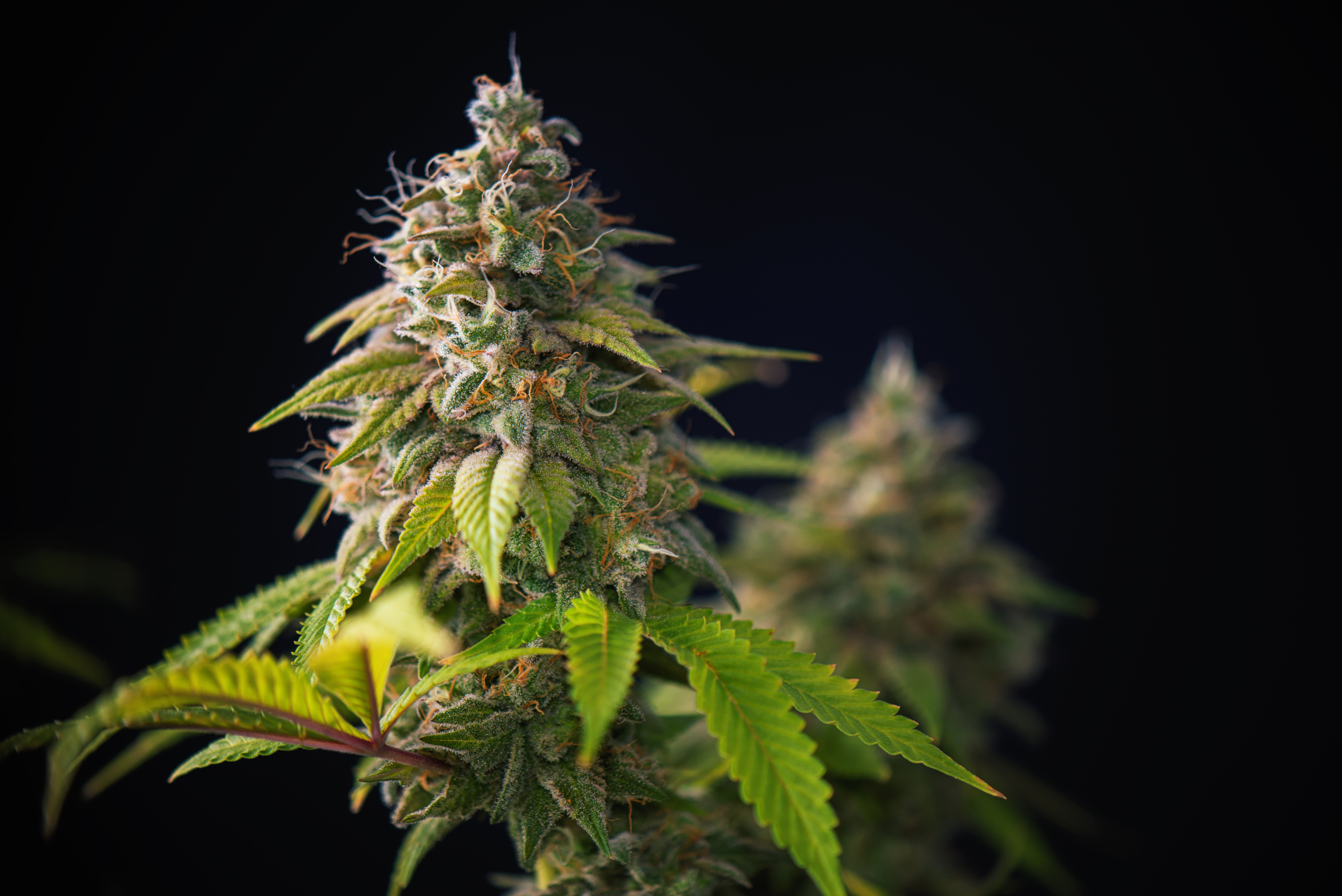 Cannabis flower can offer a myriad of cannabinoids and benefits outside of CBD and CBG.