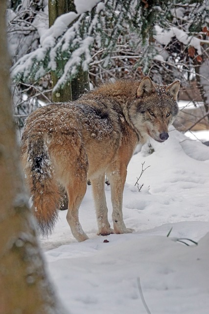 wolf, eurasian, predator