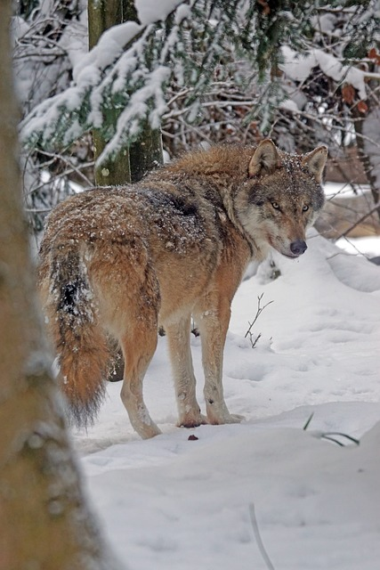 7 Top Biggest Wolf Ever Recorded - Giant Wolves Leaders