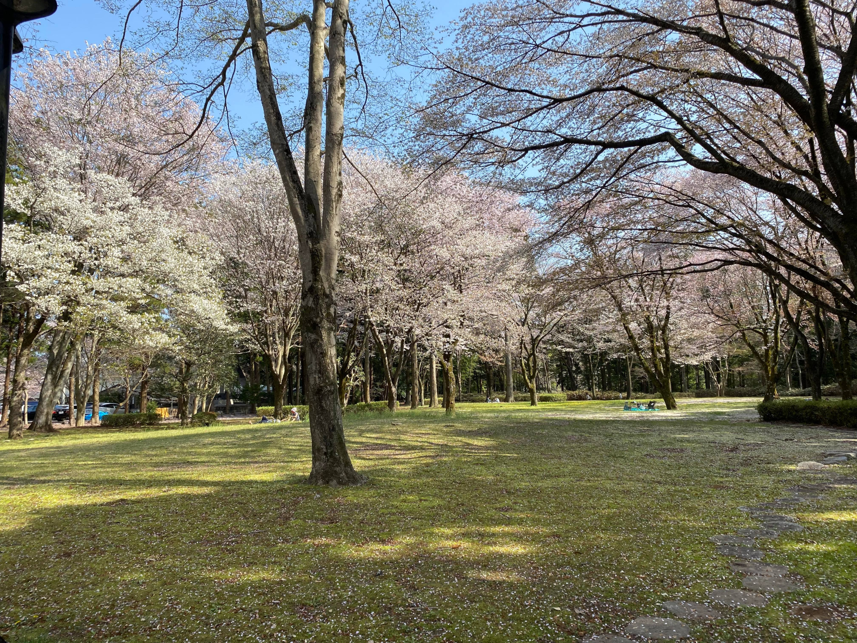 Sakura Trees Behind Ibaraki Gokoku Shrine
