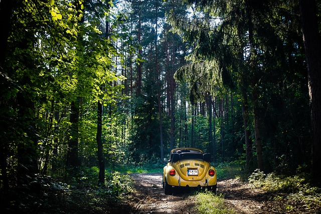car, forest, yellow car