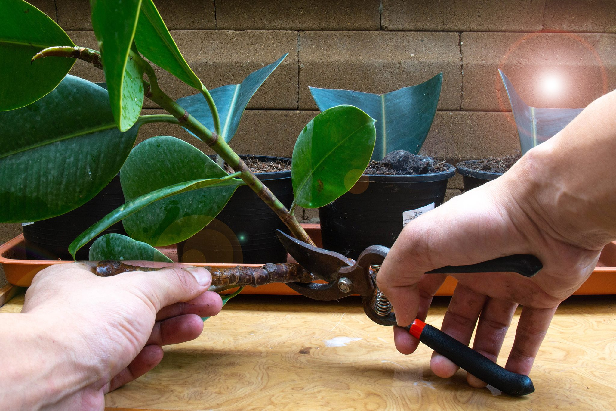 stem tip cuttings, rooting hormone, 