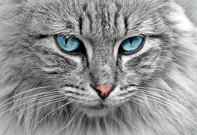 Save on all pet supplies with a Petzone coupon from Almowafir!