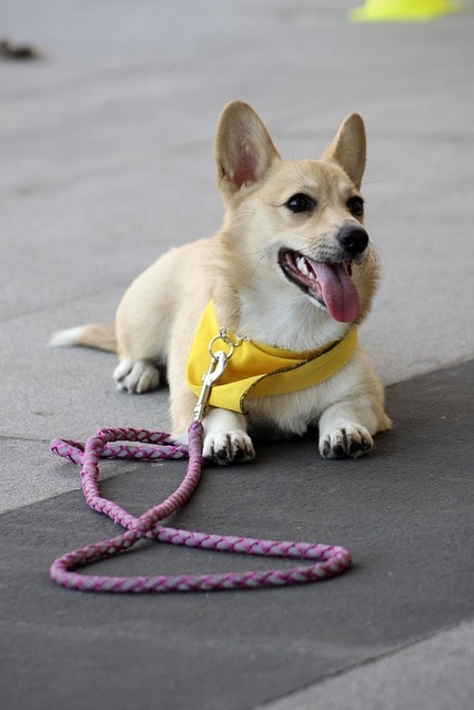perro, stay, dog command, dog obedience, obedience training, trust, happy dog, calm, dog training, corgi, welsh pembroke corgi