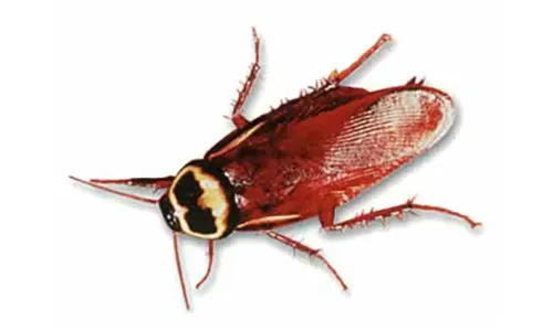 An image of an Australian cockroach.