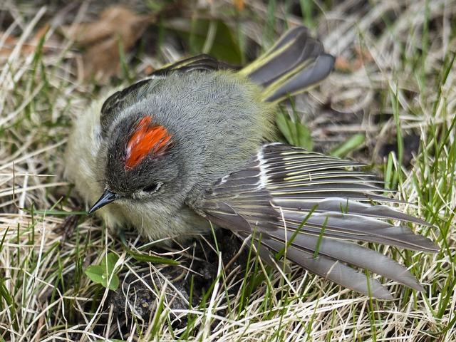 bird, ruby-crowned kinglet, ornithology