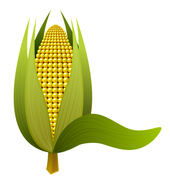corn, spike, corn cob
