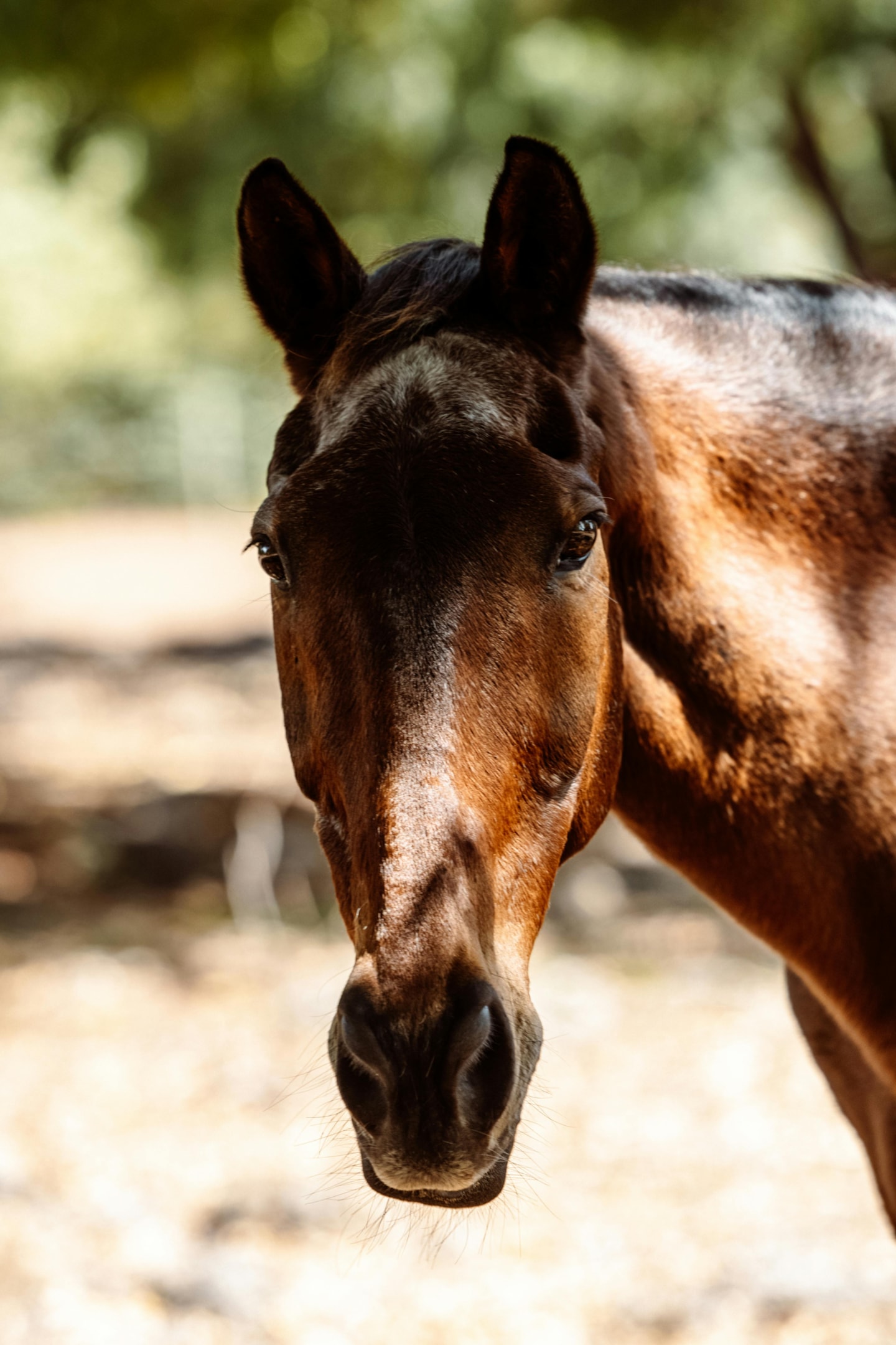 Deep colored chestnut horse with dark mane.