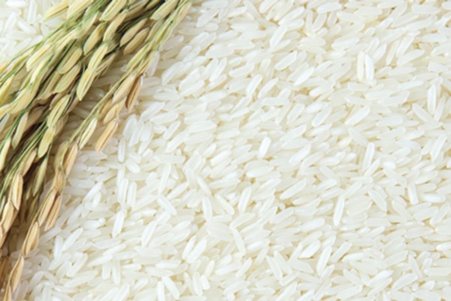 Best Rice Price List in Philippines January 2024