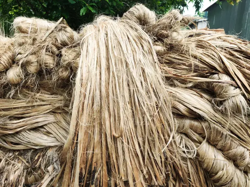 Jute Fiber