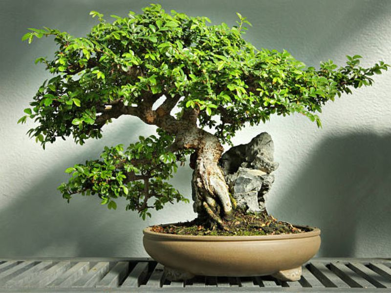 Chinese Elm bonsai tree 