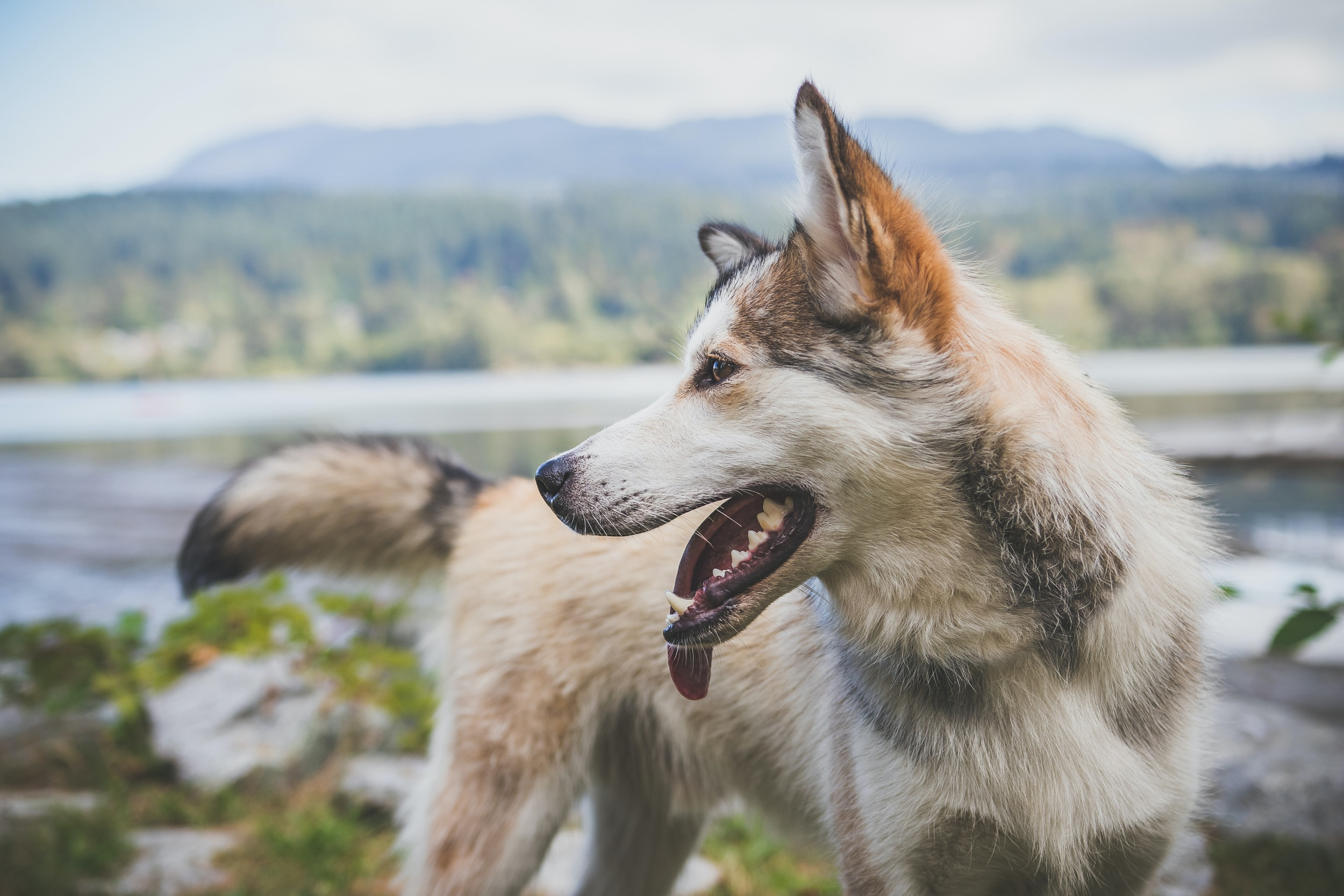 Adult Siberian husky looking to the side